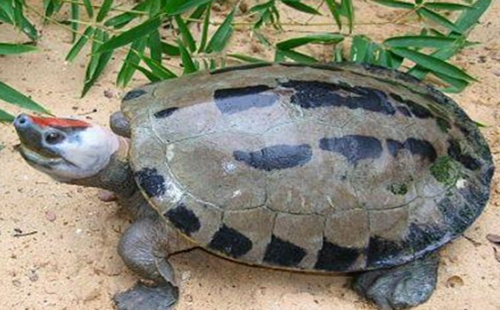 巴达库尔龟