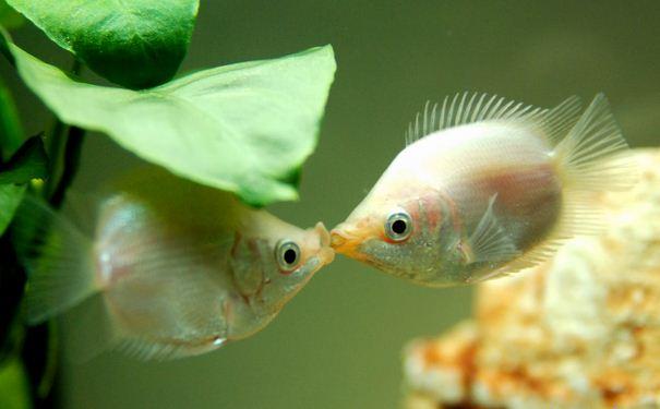 接吻鱼为什么接吻