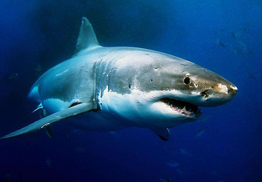 鲨鱼是卵生还是哺乳动物？