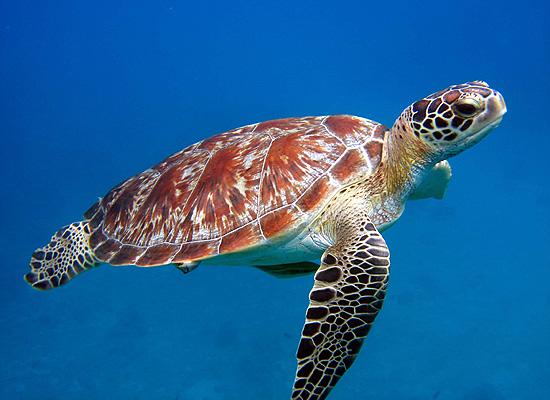 海龟是最长寿的海洋生物吗？