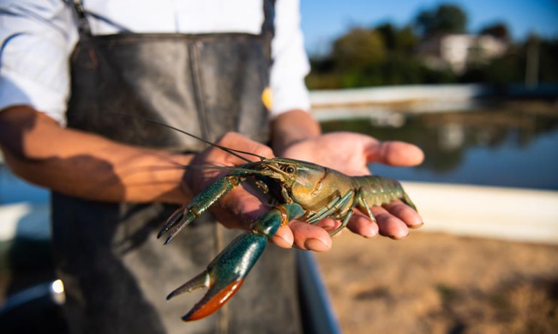 澳洲大龙虾引入中国，会像小龙虾一样泛滥吗？
