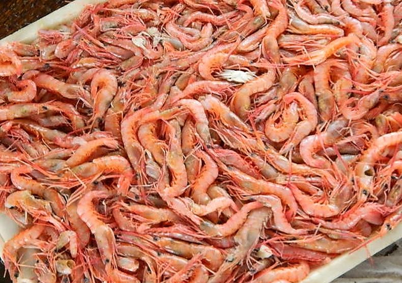 舟山红虾