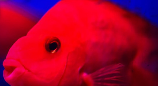 红鹦鹉鱼产卵了能孵化吗